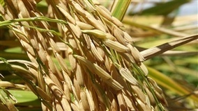 Preços mundiais do arroz começam a cair