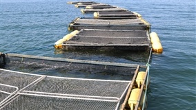 Inovações agrícolas