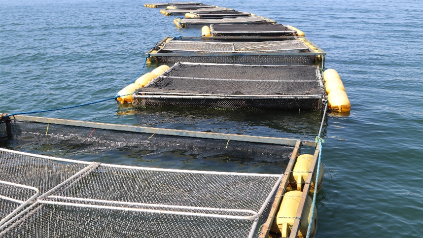 Tecnologias de tambaqui e milho-capim na COP30