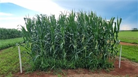 Gramíneas tropicais