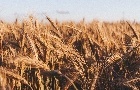 Estimativa de menor safra dos EUA eleva cotações de trigo