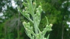 Plantio
