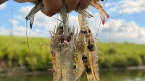 aquicultura e peixes