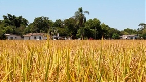Colheita do arroz no RS atinge 47,7%
