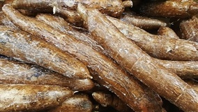 Colheita da mandioca se intensifica e preços recuam