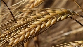 RS conclui colheita de cevada com alta produtividade