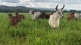 Prova de Leite Zebu