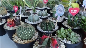 Feira de Flores