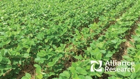 Elevagro apresenta série de palestras gratuitas sobre a safra 2019/2020 da soja