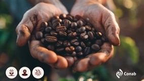 Conab inicia levantamento da safra de café 2026