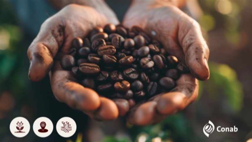 Conab inicia levantamento da safra de café 2026