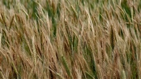China confirma tarifa de 80% na cevada australiana