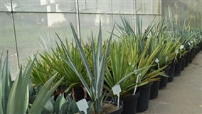 Brasil testa Agave tequilana para produção de etanol