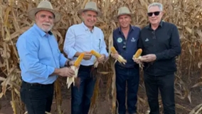 Milho Mato Grosso