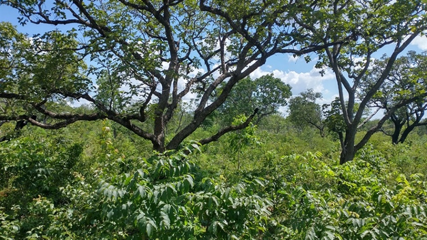 Novo sistema regulamenta a recuperação da vegetação nativa