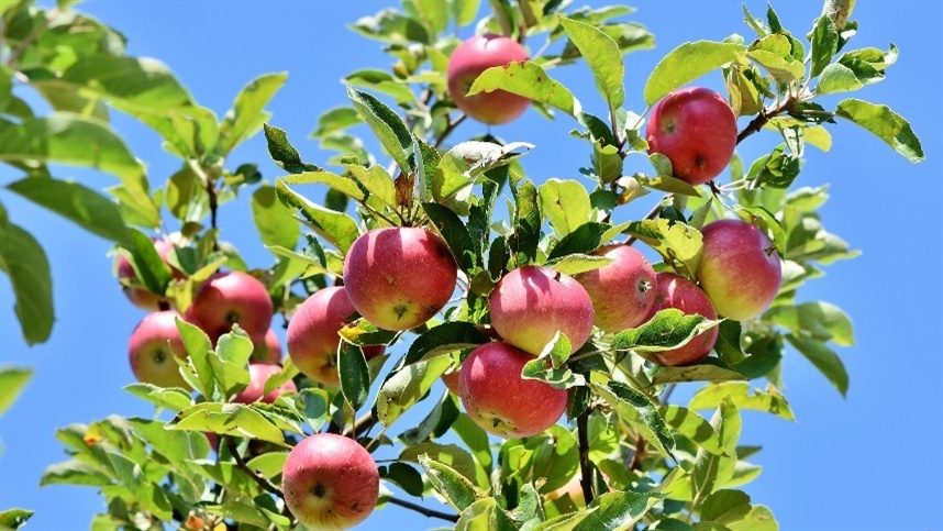 Argentina fortalece control de insectos de frutas