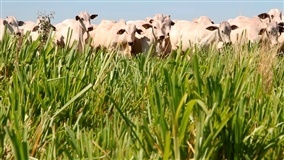 BH: preços dos animais de reposição subiram 61,1% em um ano