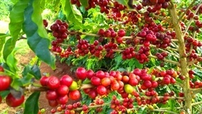 Safra de café é segunda maior da história