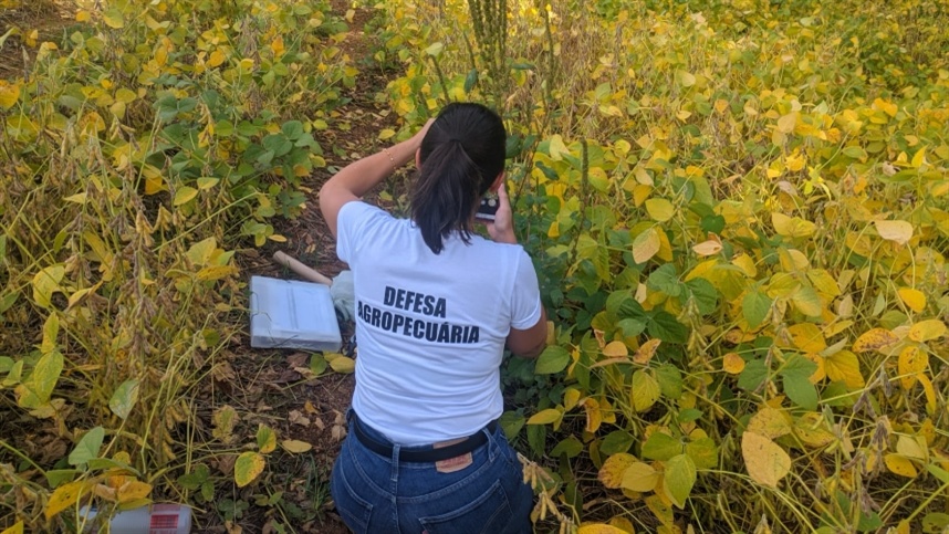 Produtores do RS entram em alerta com avanço do caruru-gigante