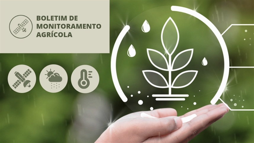Chuvas favorecem safras em várias regiões do Brasil