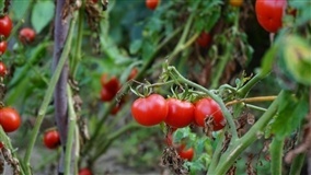 Colheita do tomate segue ritmo positivo na Serra Gaúcha