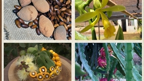 Feira Embrapa Cerrados