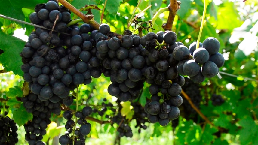 Argentina avanza en la lucha contra las plagas de la uva