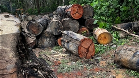 Sema apreende máquinas e aplica multa de R$ 200 mil em MT