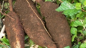 Fertilidade para a cultura da mandioca