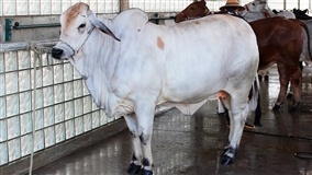 Virada do mês deve dar ânimo aos compradores no mercado de reposição