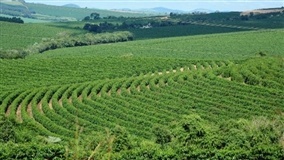 Plantio do pomar de café