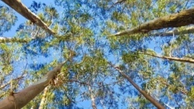 Baixa oferta de madeira limita produção em Passo Fundo