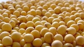 Bioensaios na detecção e quantificação de sementes de soja resistente ao glifosato
