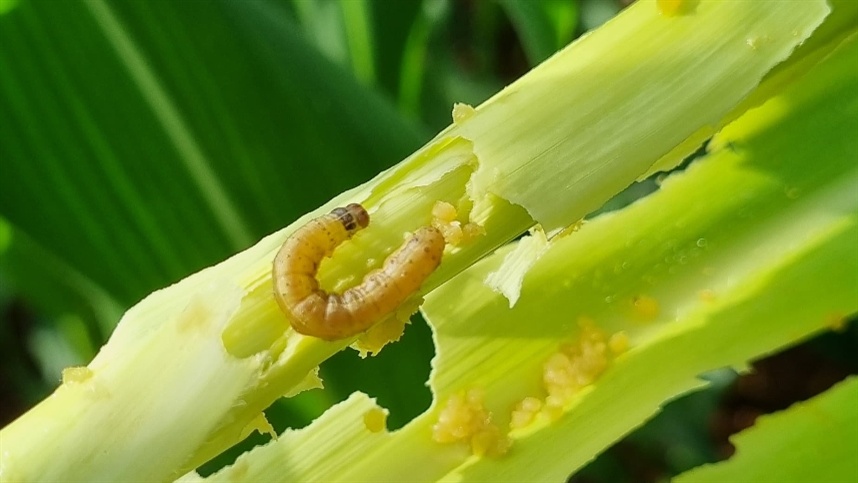 Segunda safra do milho: MT registrou quebra da biotecnologia VIP para combate da lagarta Spodoptera frugiperda