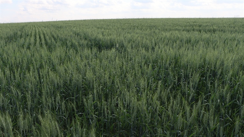 O trigo CBOT para julho de 2025 subiu para US\$ 534,75 (+0,50)