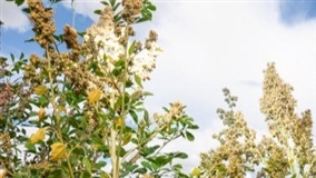 Quinoa pode ser a chave para entender solos salinos