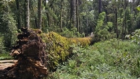 Clonagem de araucária gigante mobiliza pesquisadores em SC