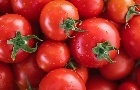 TOMATE: Preços oscilam nas regiões produtoras