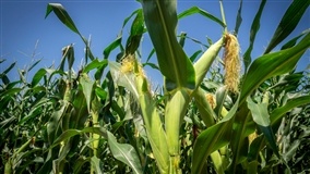 Milho e pragas