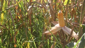 Simpósio debate clima e carbono na Expoagro Dourados