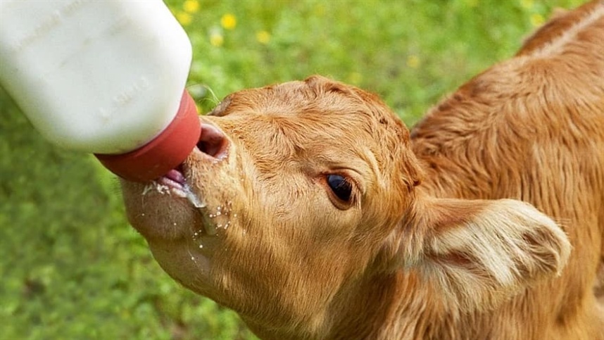 Uma das principais dificuldades para os produtores é entender as necessidades fisiológicas da fêmea nesse período