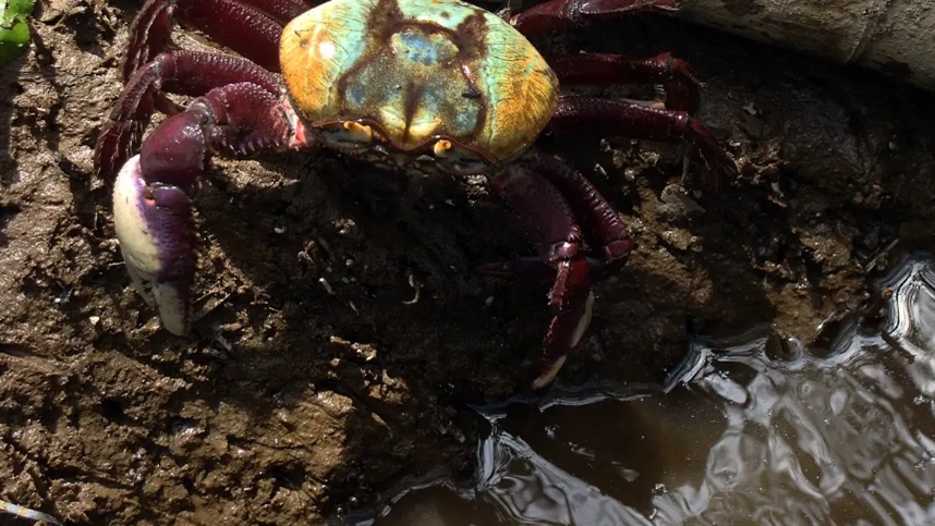 Defeso do caranguejo-uçá tem datas definidas para 2026