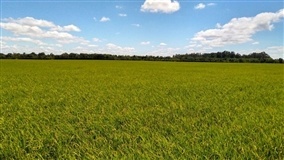 ARROZ: 7% da área está semeada