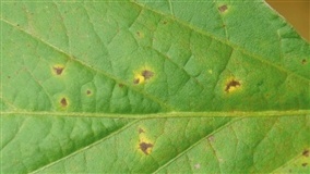 Fungicida azoxistrobina registrado no Brasil