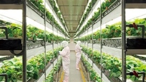 Agricultura vertical pode ser a solução para a produtividade