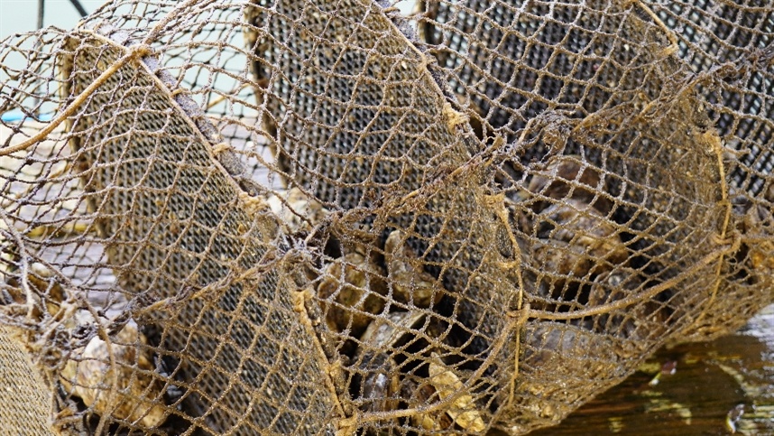 Adapar suspende retirada de ostras em Guaratuba por nível de ficotoxinas acima do limite
