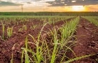Plataforma sustentável