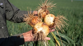 Hortitec 