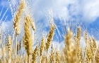 Mercado do trigo