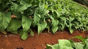 Afubra estima redução de 2,6% na produção de tabaco